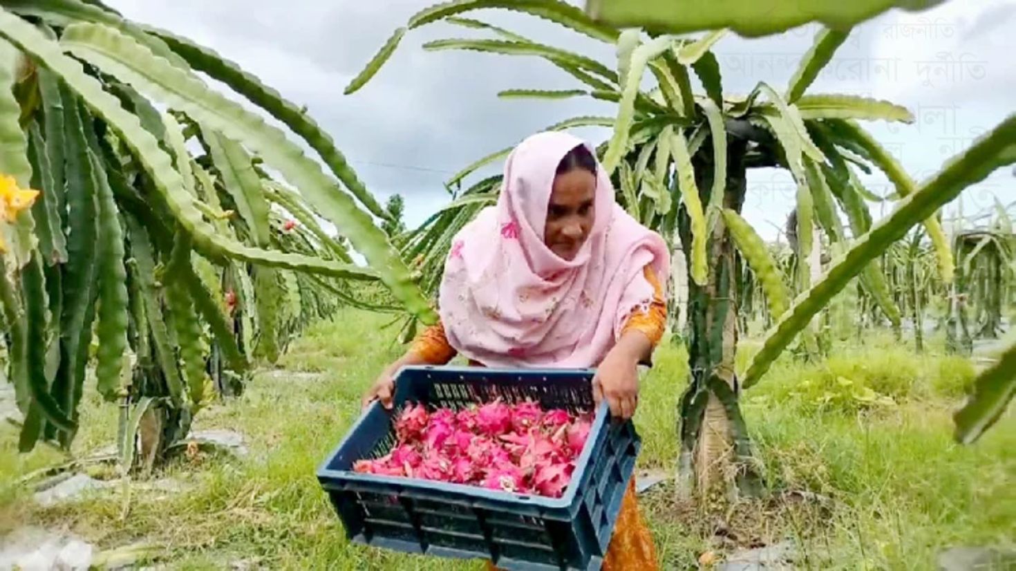 ড্রাগন ফল চাষে সফল নারী উদ্যোক্তা আসমা