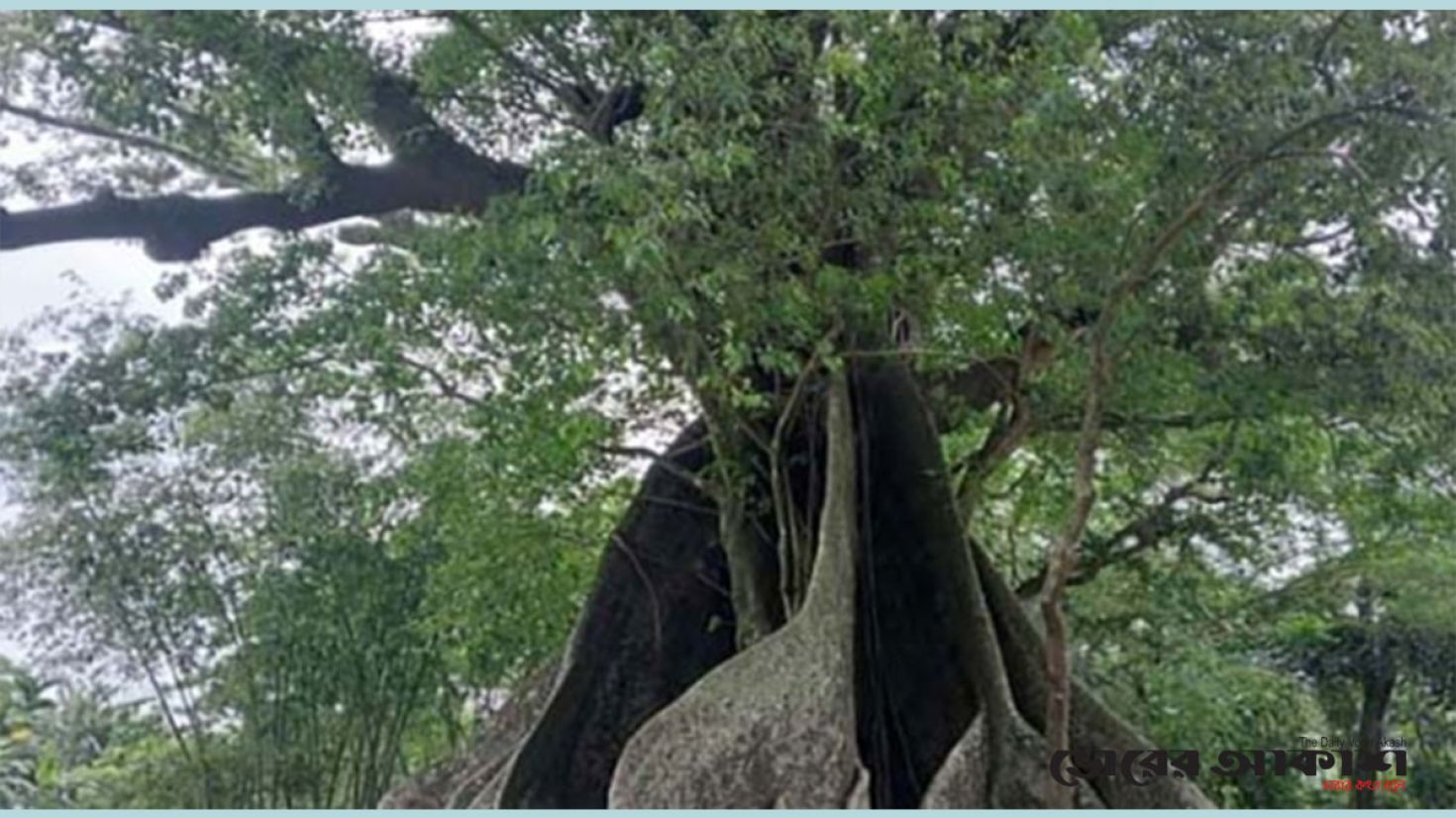 কালের সাক্ষী শিমুল গাছ