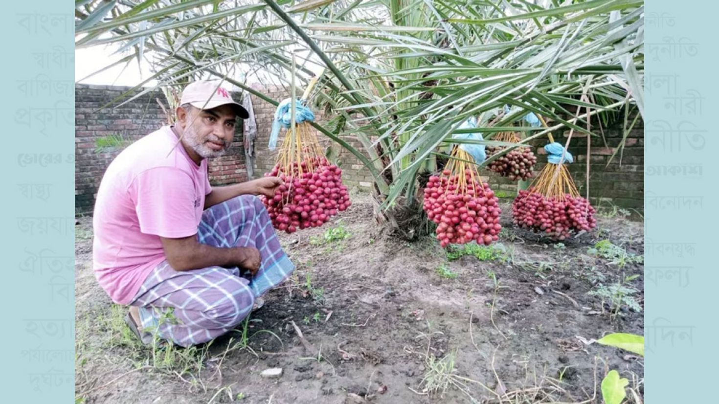 মরুর ফল চাষে স্বপ্ন বুনছেন জাকির