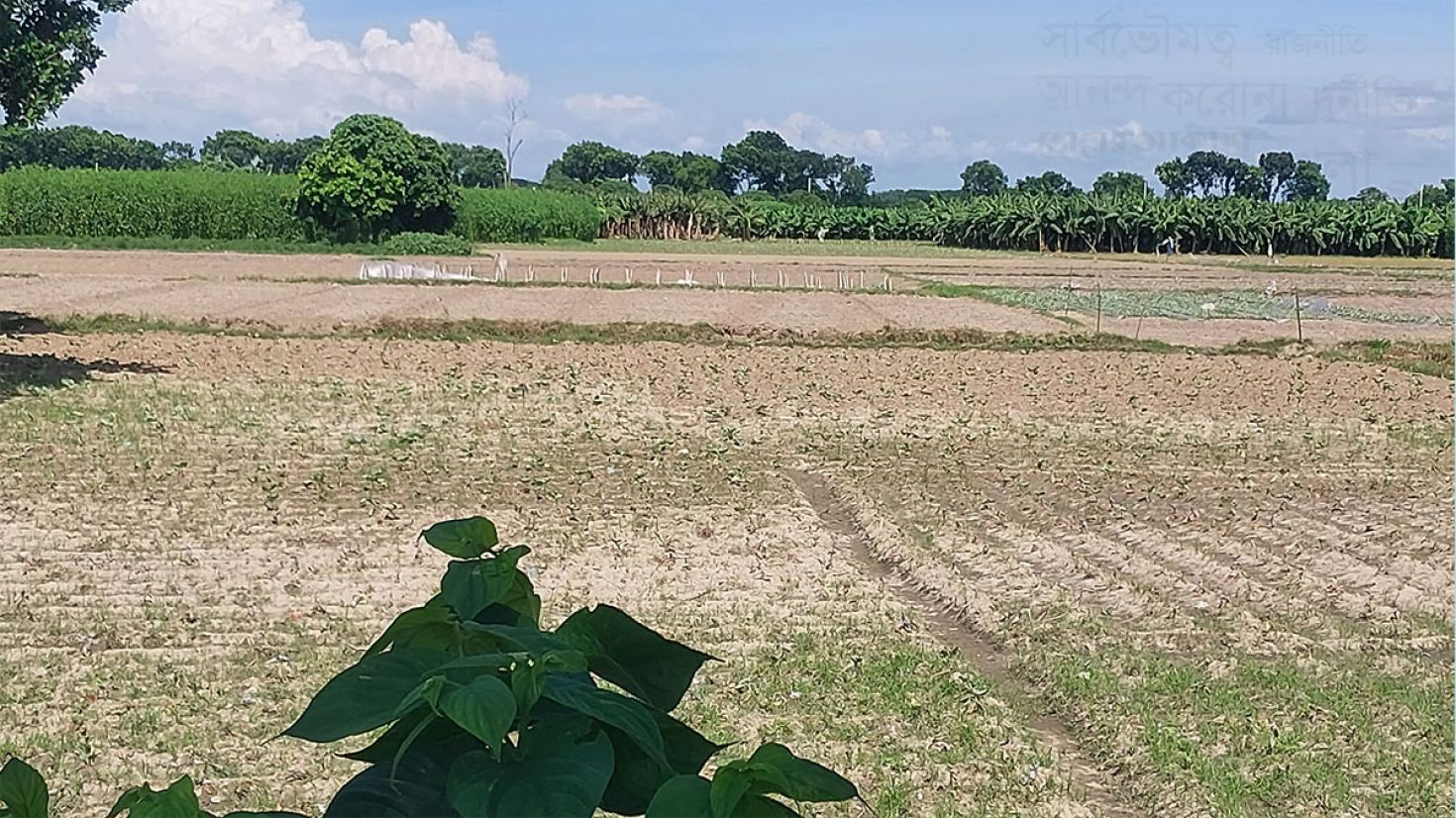 রাসায়নিক সারের সঙ্গে লবণ ব্যবহার, হুমকির মুখে কৃষিজমি