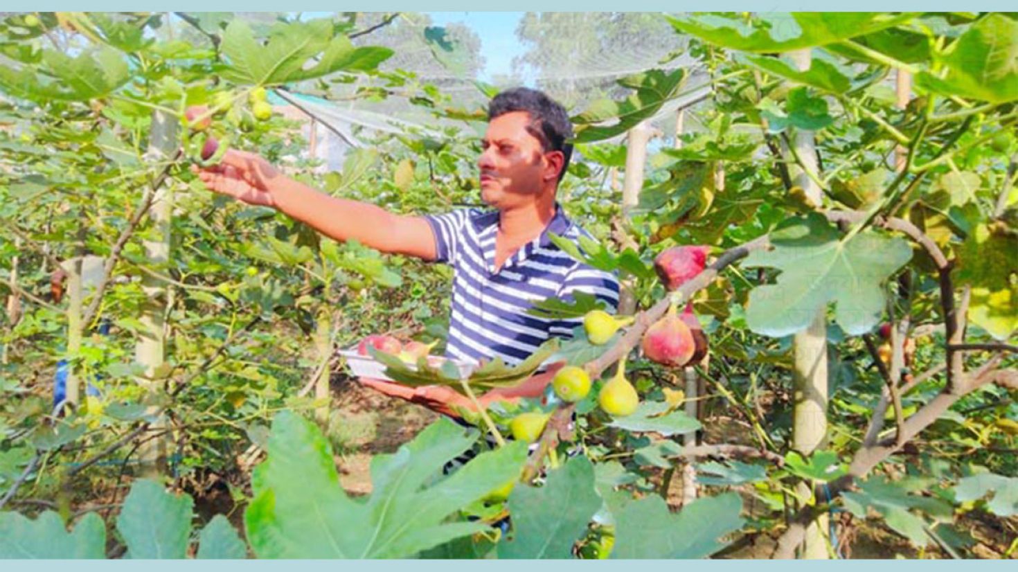 মরুভূমির মিষ্টি ফল ত্বীন এখন চাষ হচ্ছে ঠাকুরগাঁওয়ে