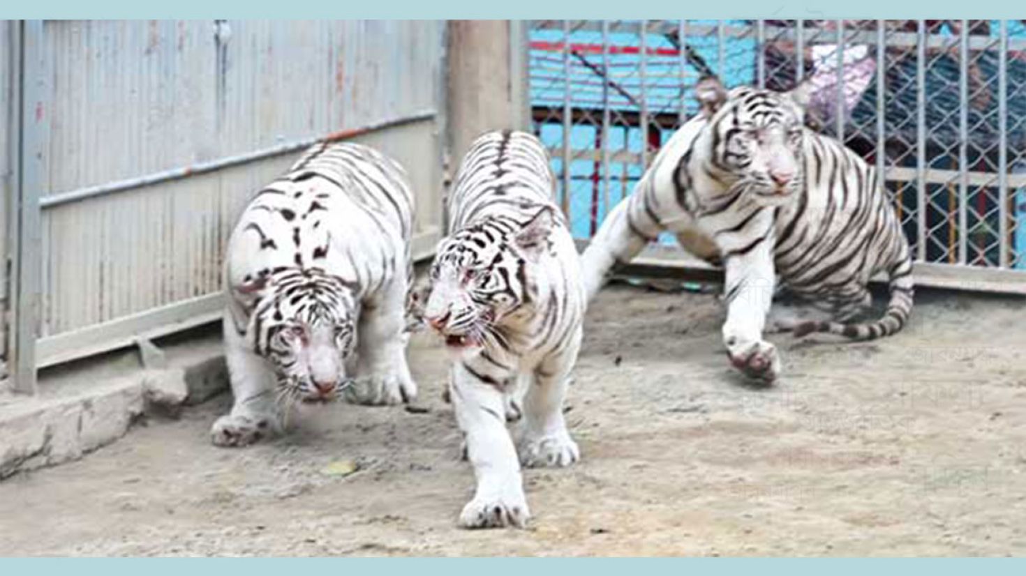 চট্টগ্রাম চিড়িয়াখানার আকর্ষণ বিরল প্রজাতির সাদা বাঘ