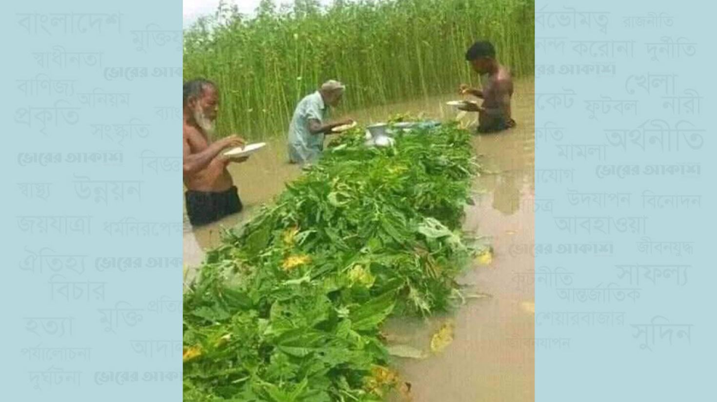 বন্যার আশঙ্কায় আগেই পাট কাটতে শুরু করেছেন কৃষক