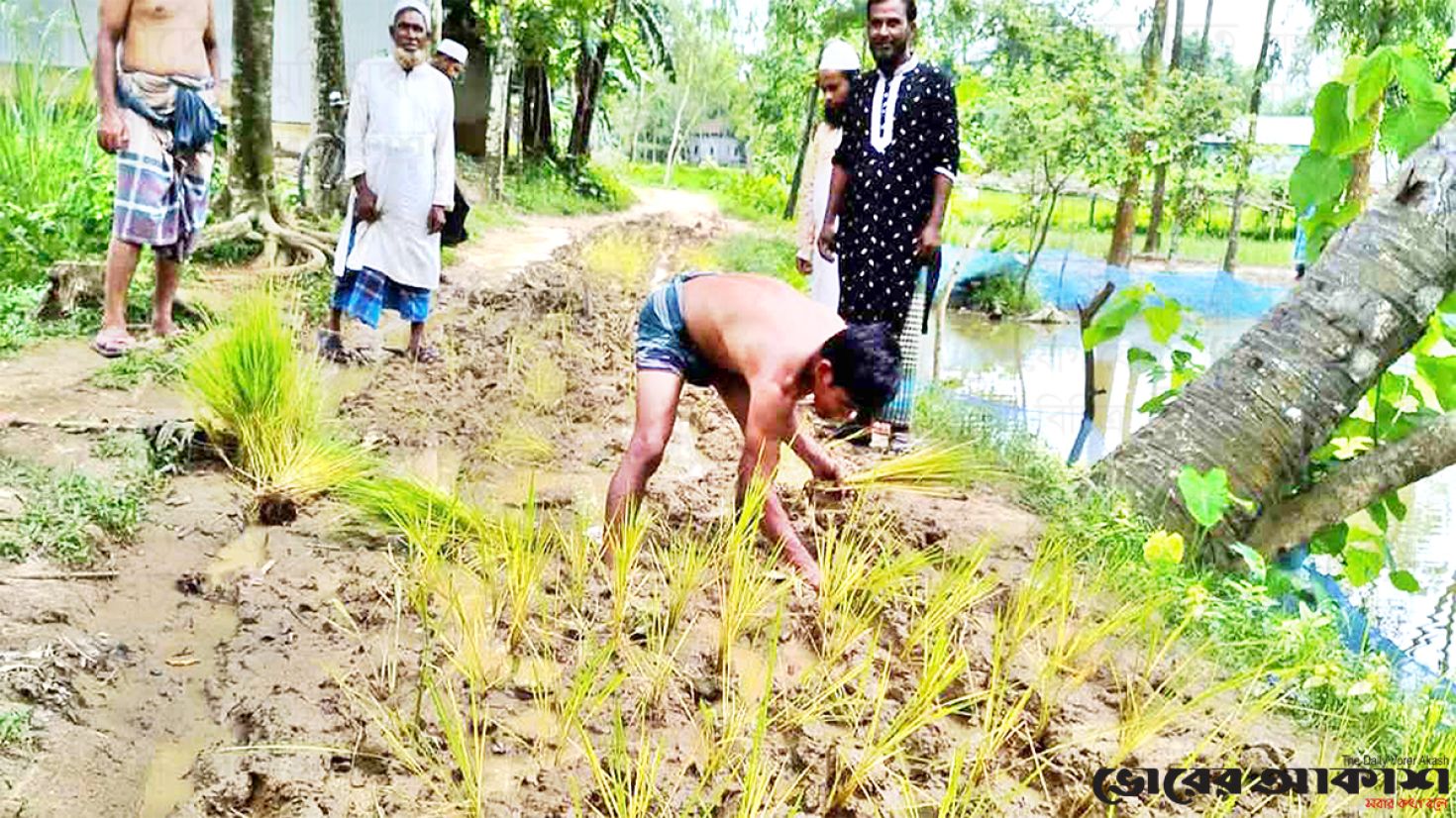 রাস্তা সংস্কার না করায় ধানের চারা লাগিয়ে অভিনব প্রতিবাদ