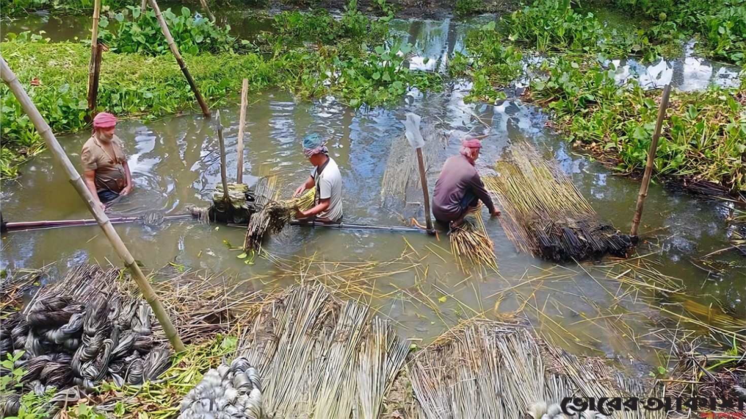 আশানুরূপ মূল্য না পাওয়ার শঙ্কায় পাটচাষিরা