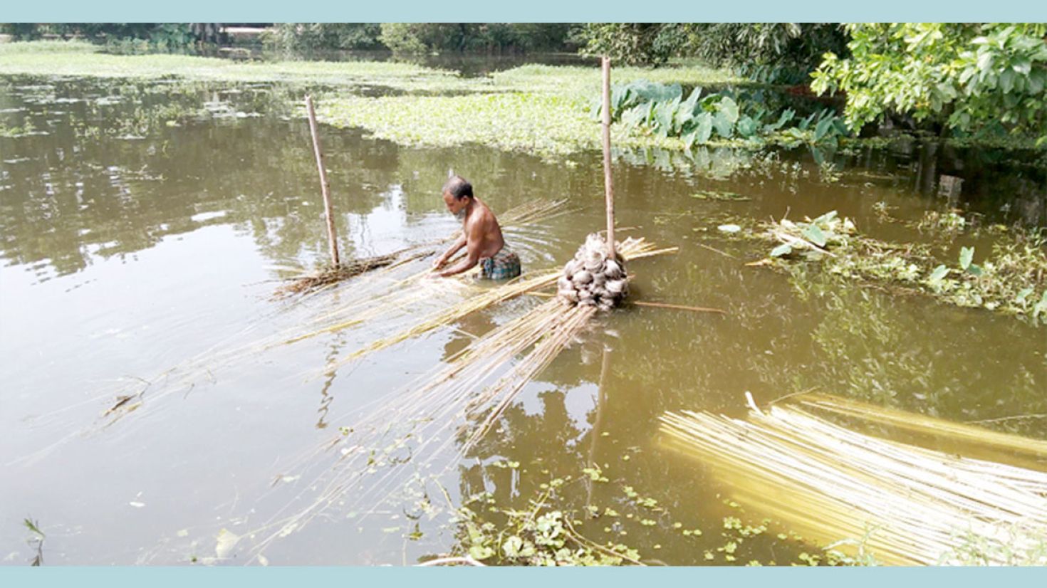 পাট চাষ বাড়ছে, লক্ষ্যমাত্রার চেয়ে ফলন বেশি