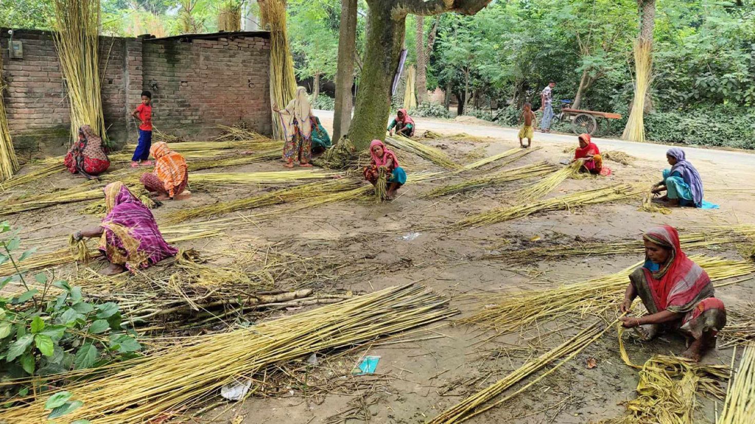 ন্যায্যমূল্য না পাওয়ায় হতাশ পাট চাষিরা