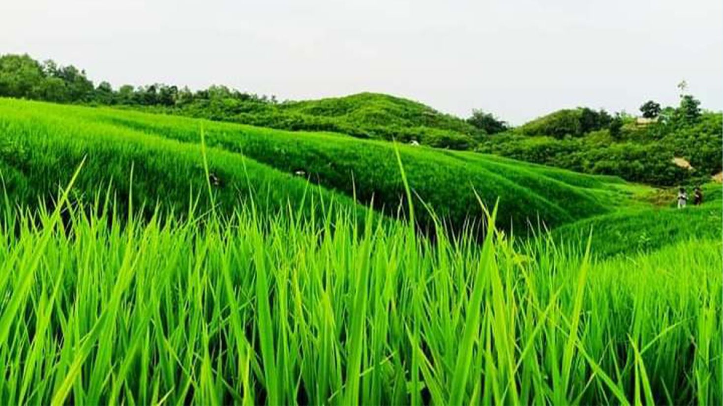 পাহাড়ে জুমচাষ, দেখতে ছুটছে পর্যটক