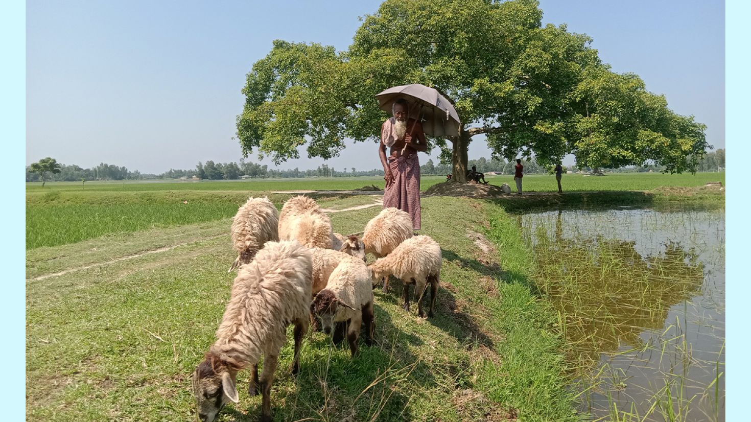 ভেড়া পালন করে জীবন চলে জব্বারের