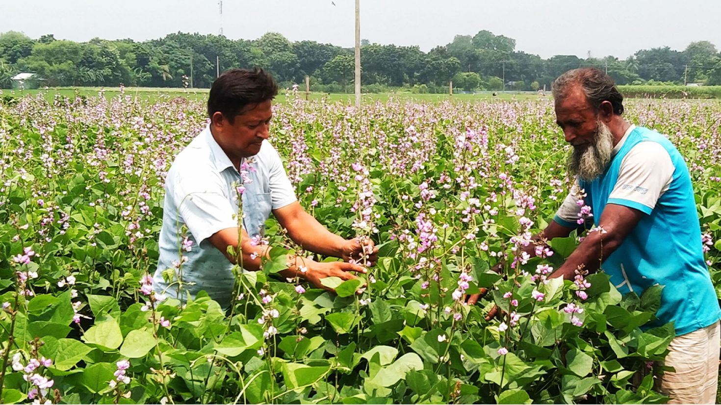 পাবনায় ‘অটো শিম’ আবাদে লাভবান হচ্ছেন কৃষক