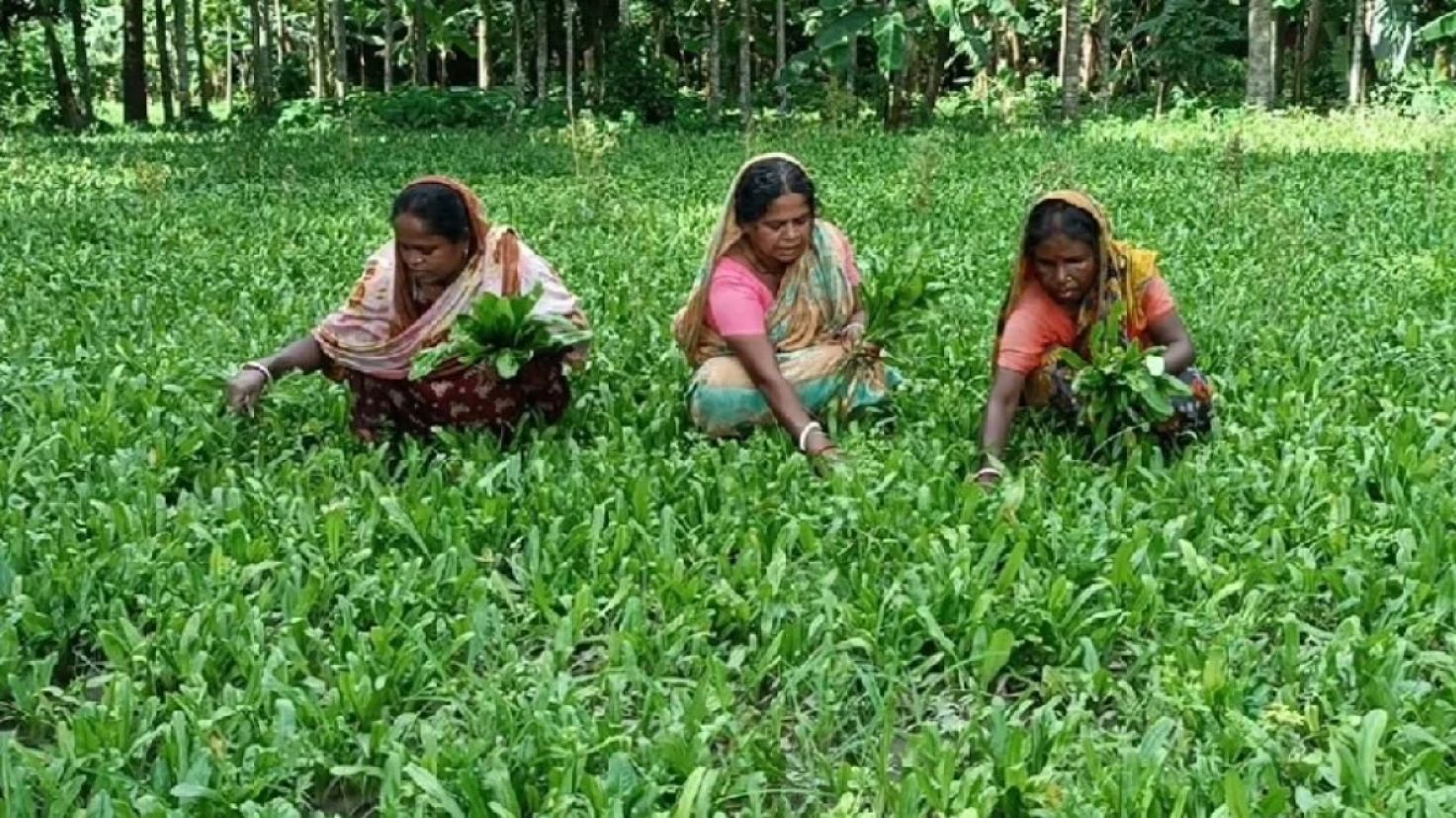 বিদেশেও রপ্তানি হচ্ছে কালীগঞ্জের বিলেতি ধনেপাতা