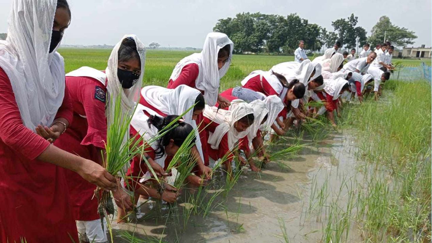 শ্রেণিকক্ষ থেকে ফসলের মাঠে শিক্ষার্থীরা