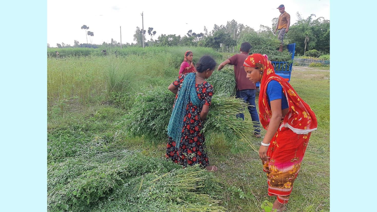 ধানের দেশে নীল চাষে আগ্রহী কৃষকরা