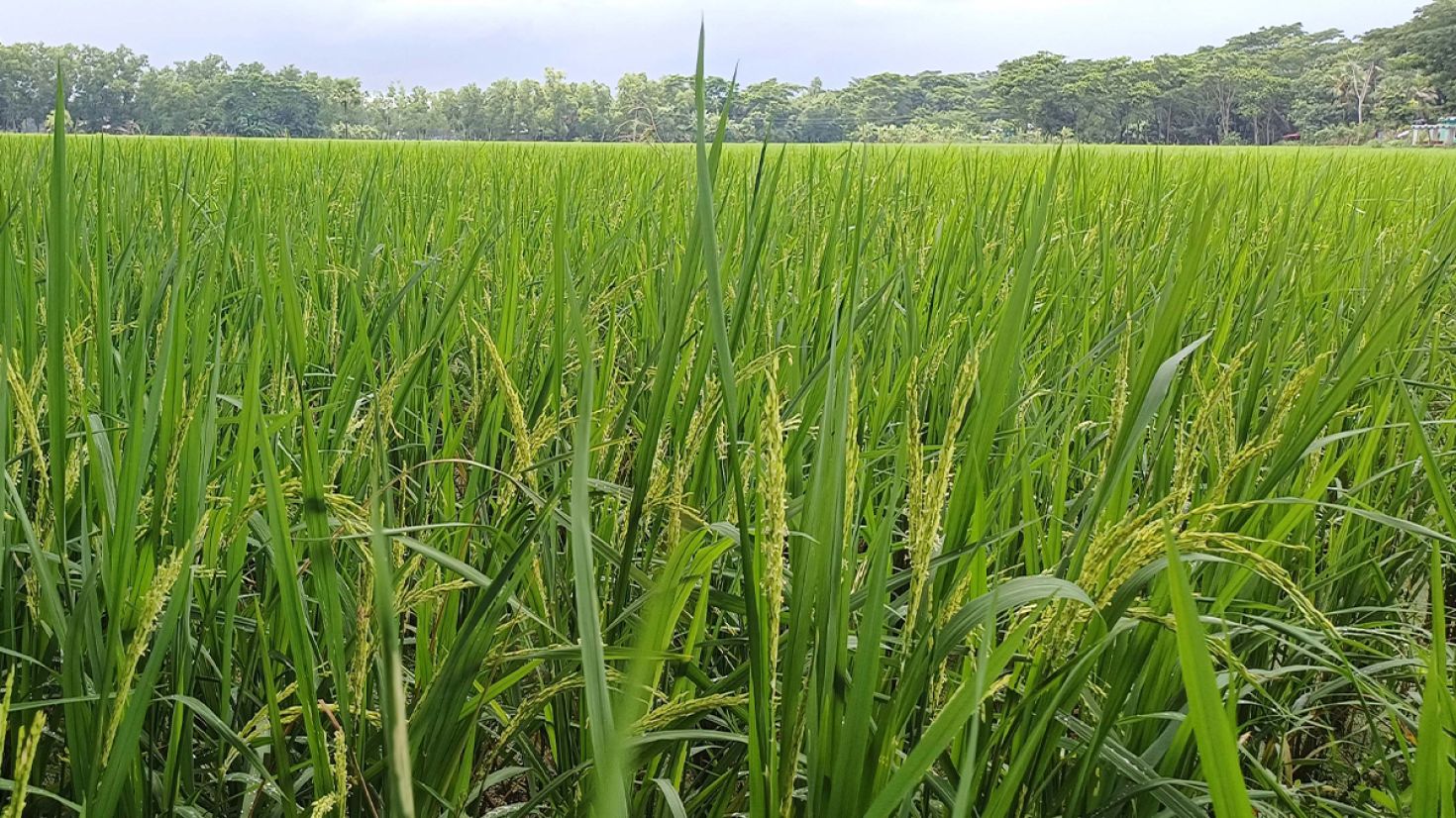 আমন ধানের উৎপাদনে খুশি চাষিরা