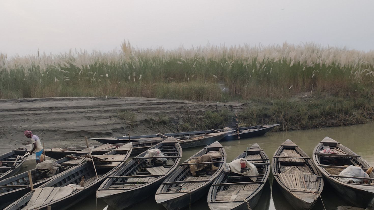 কাশবন এখন চরবাসীর আশীর্বাদ