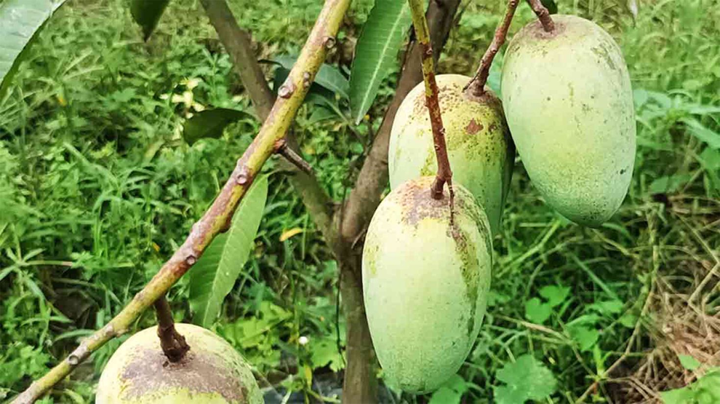 অসময়ে আমের চাহিদা মেটাবে তালুকদার এগ্রো ফার্ম