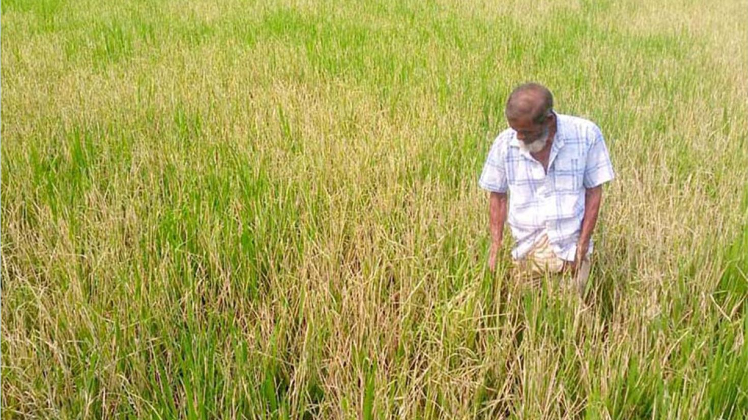 আমন ধানে পোকার আক্রমণ, শঙ্কায় কৃষক