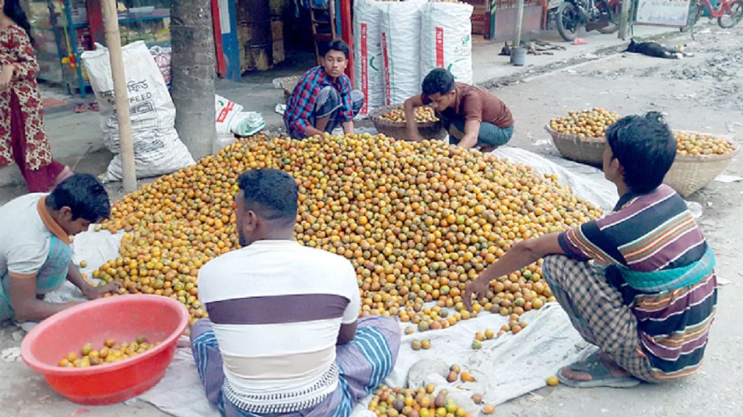 সুপারির ফলন ভালো, দামে হতাশ চাষিরা