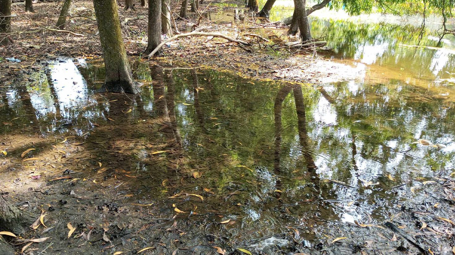 হাসপাতালের সামনেই যেন মশার চারণক্ষেত্র