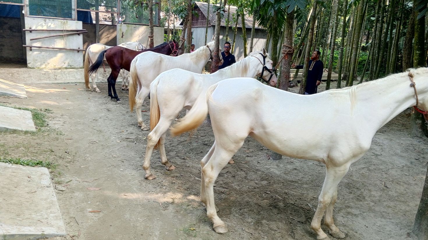 দেশের প্রথম বাণিজ্যিক ঘোড়ার খামার ময়মনসিংহে