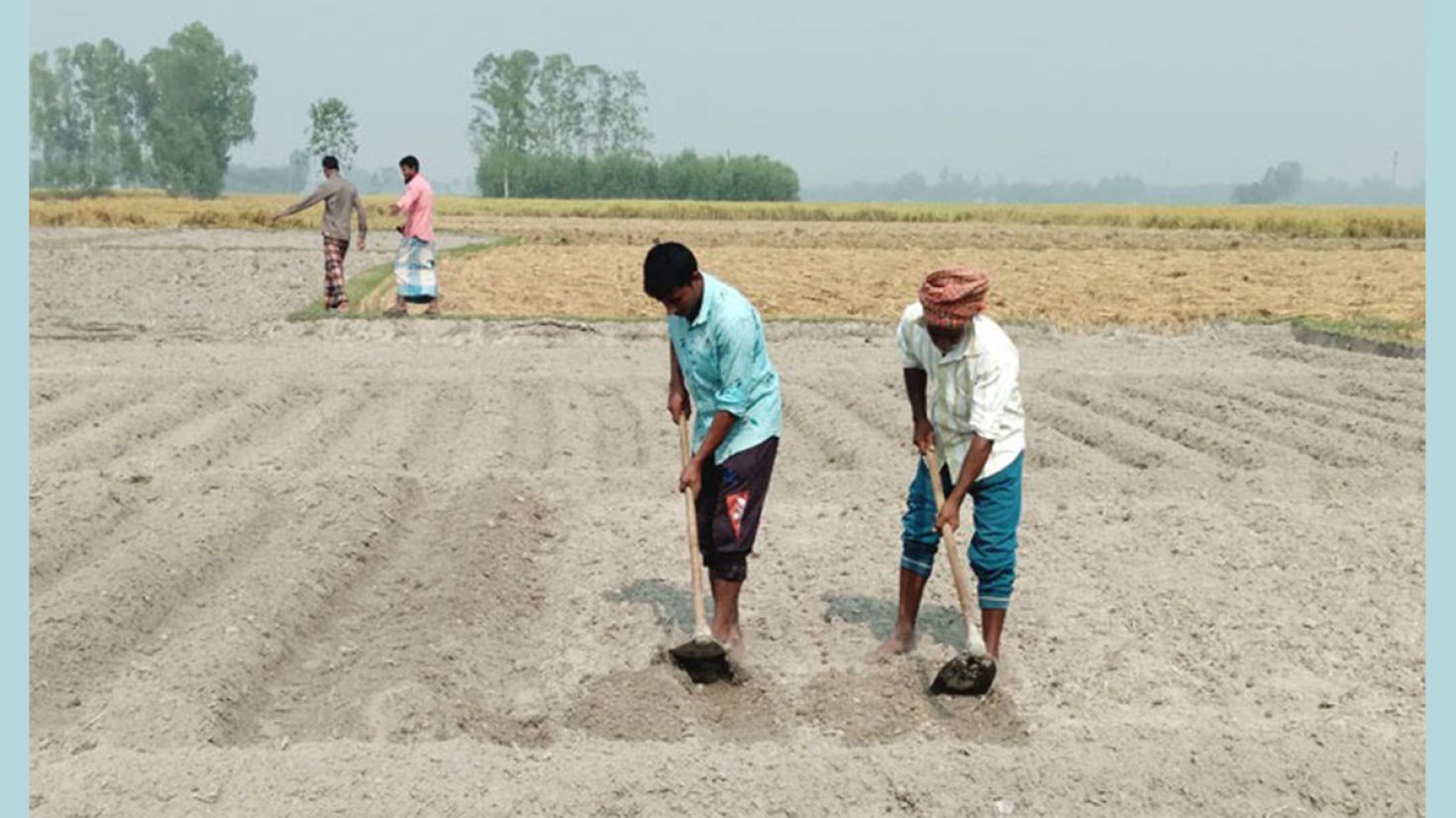 আলুর বীজের দাম বৃদ্ধি, বিপাকে কৃষক