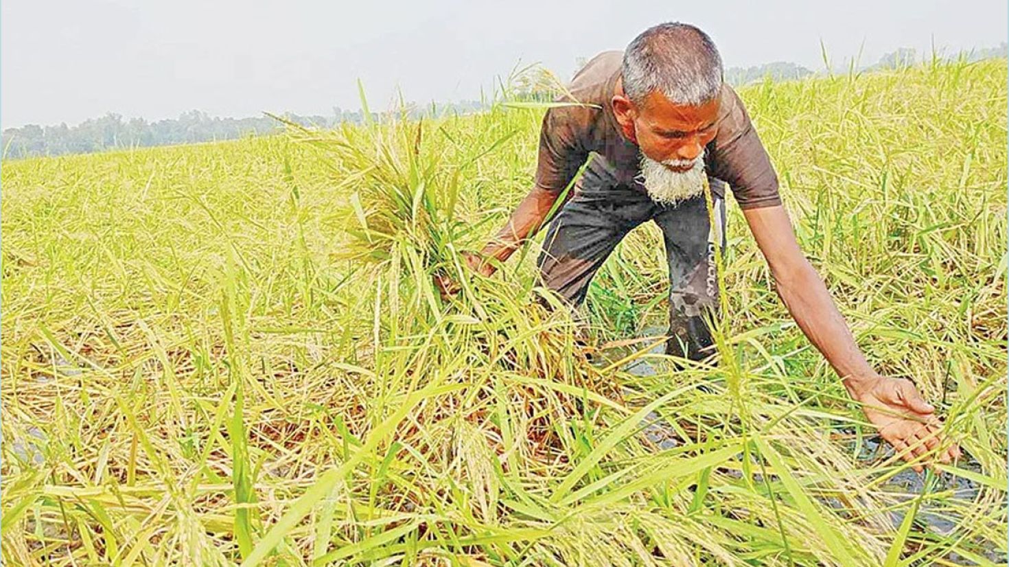 কৃষকদের স্বপ্ন দেখাচ্ছে লক্ষীদিঘা ধান