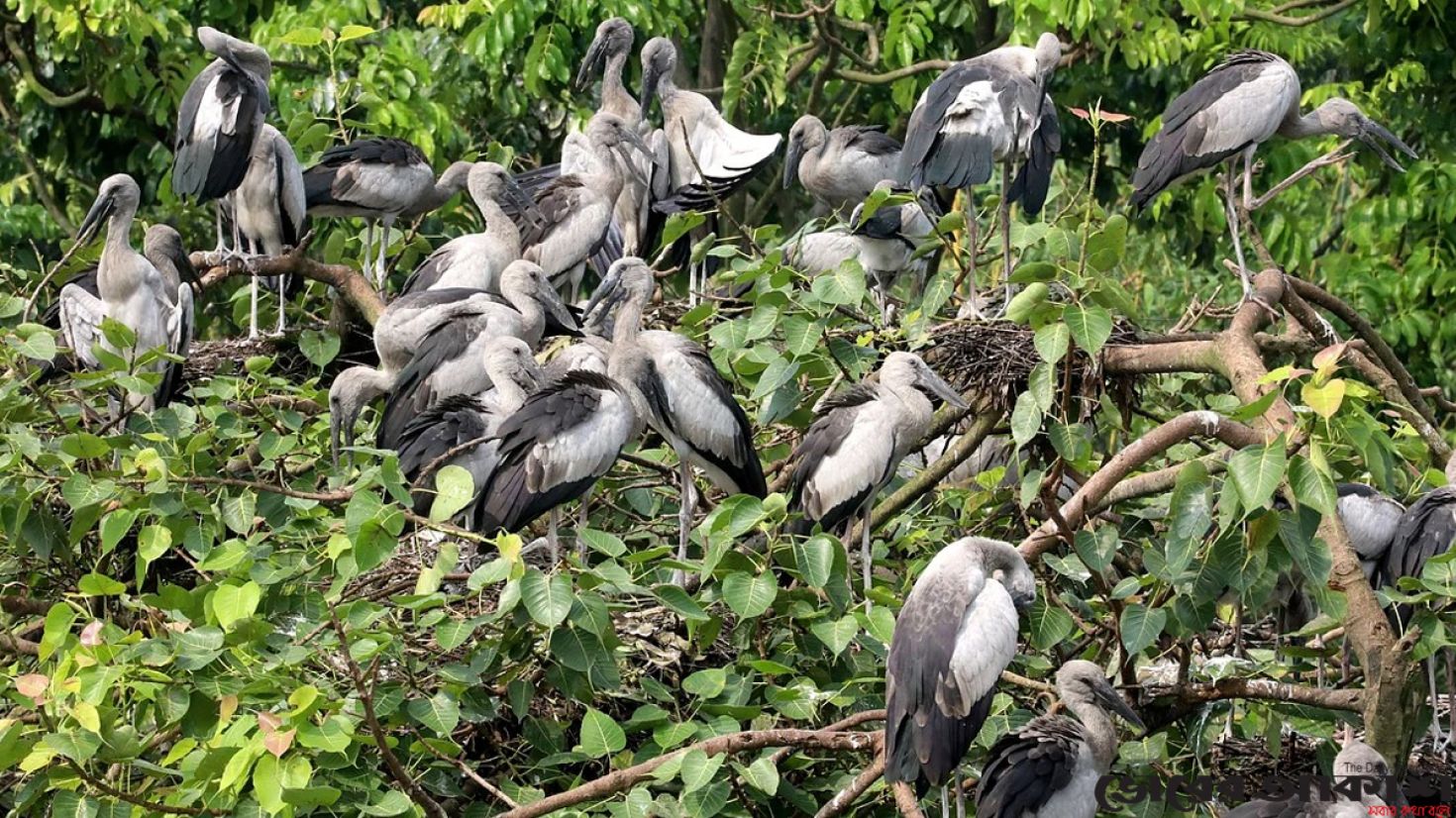 বগুড়ার বিহার হাট
পাখি আর মানুষের অন্যরকম মিতালি