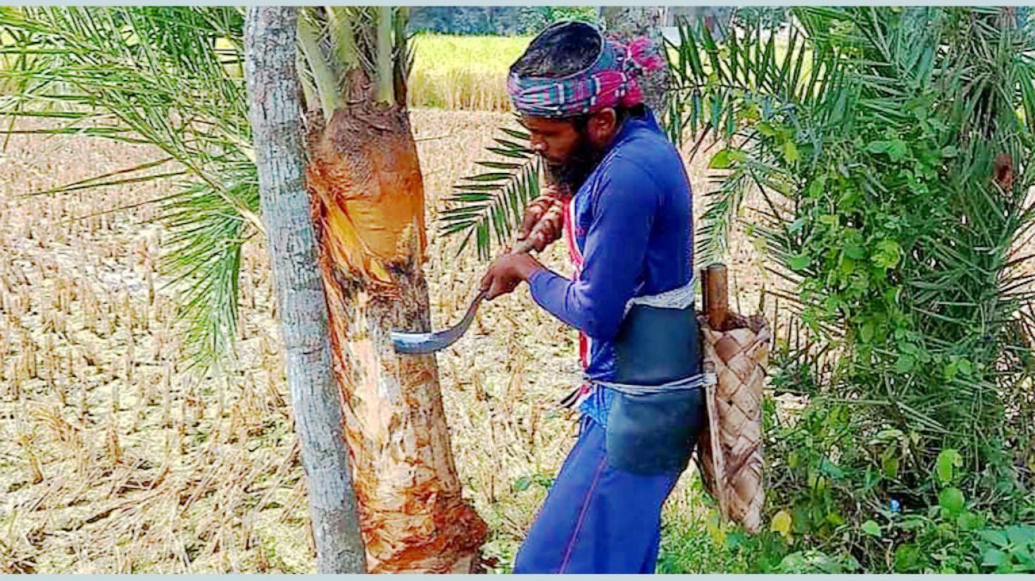 লেগেছে শীতের হাওয়া, খেজুর গাছ তৈরিতে ব্যস্ত গাছিরা