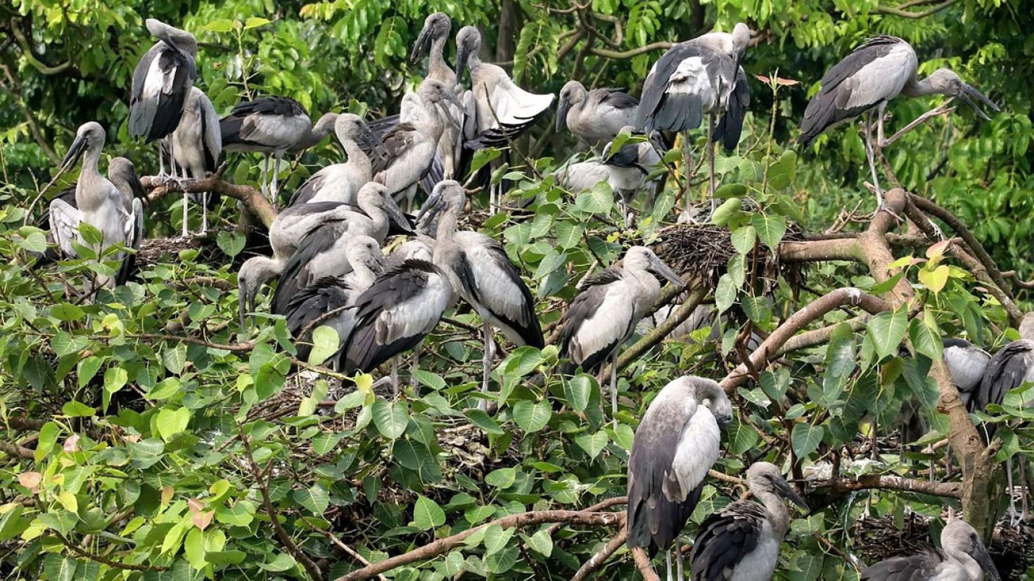 পাখি আর মানুষের অন্যরকম মিতালি