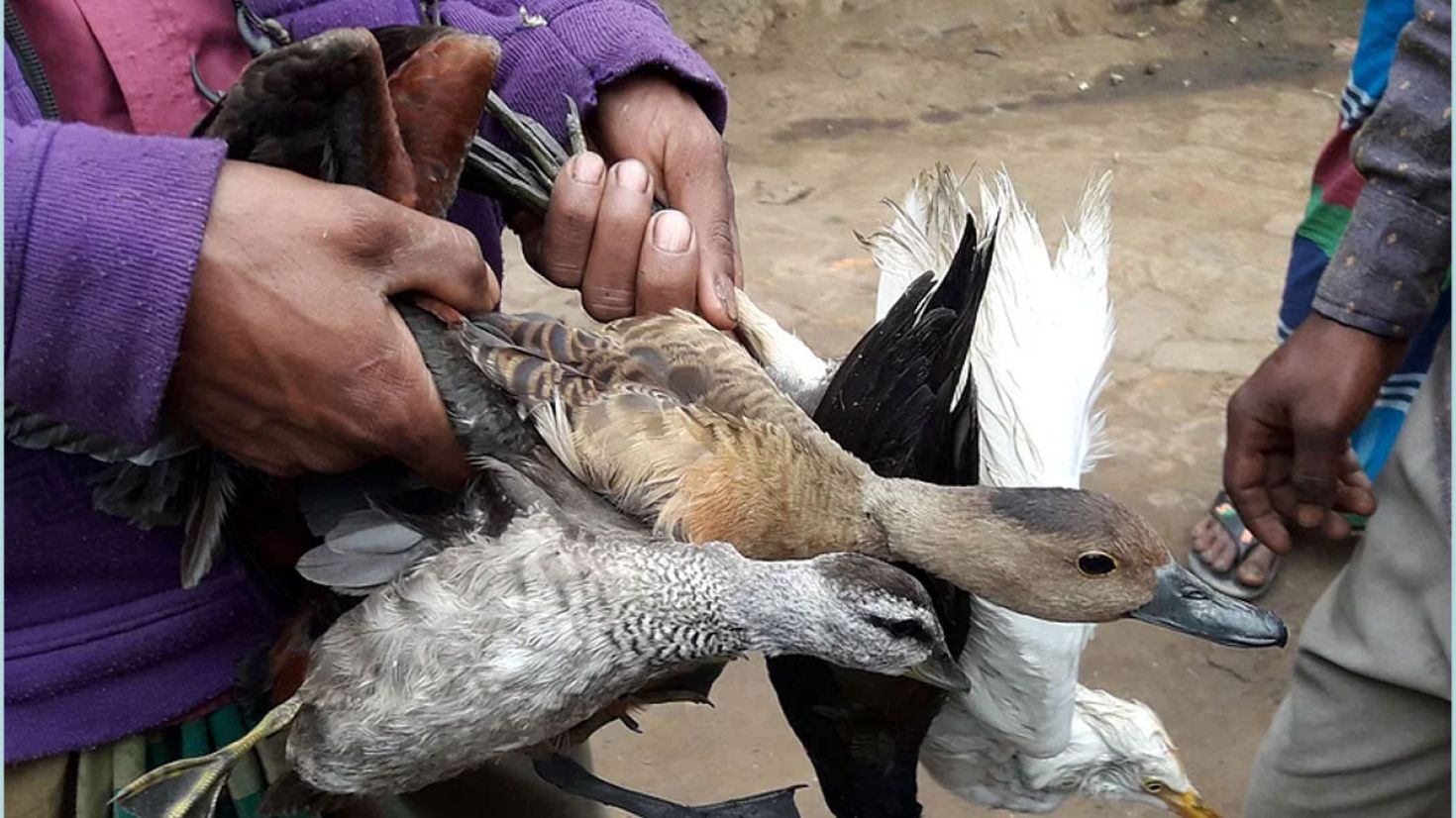 হাওর এলাকার পথে-হাটে বেচাকেনা হচ্ছে বিপন্ন পাখি