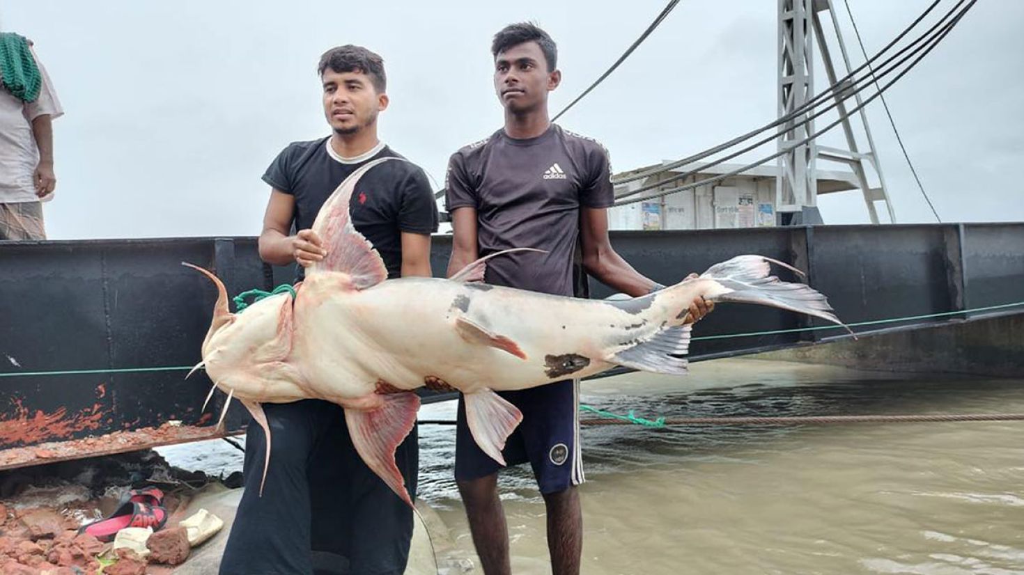 বিলুপ্তির পথে বাঘাইড়, নিষিদ্ধ হলেও বিক্রি হচ্ছে প্রকাশ্যে