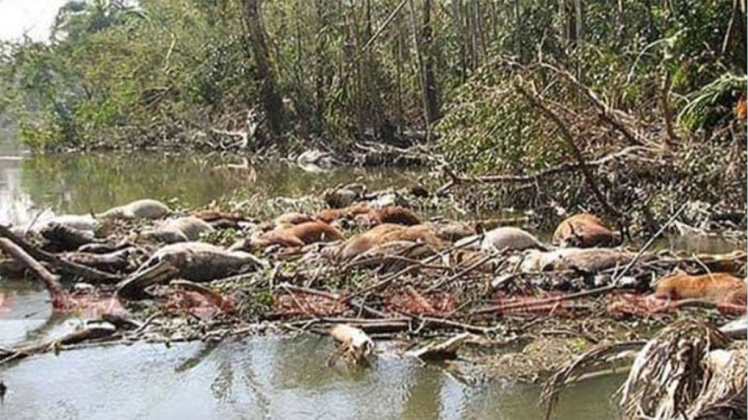 স্বজন হারানো বেদনায় আজও কাঁদে উপকূলবাসী