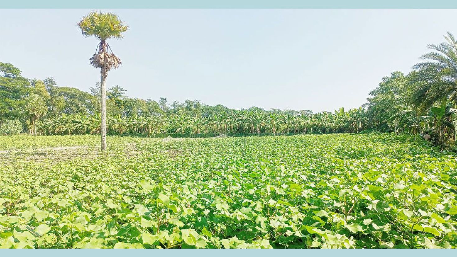 তুলা চাষে লাভের মুখ দেখছেন চাষিরা