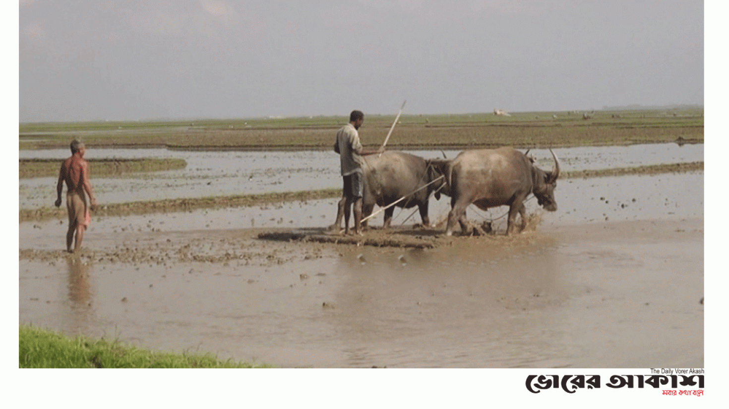 আমনের পালা শেষ, ইরি-বোরোর মৌসুম শুরু