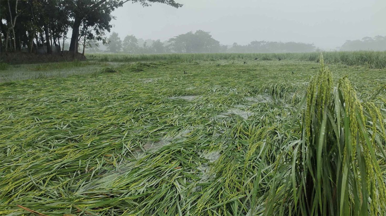 ঘূর্ণিঝড় মিধিলি: ফসলের ব্যাপক ক্ষতির আশঙ্কা