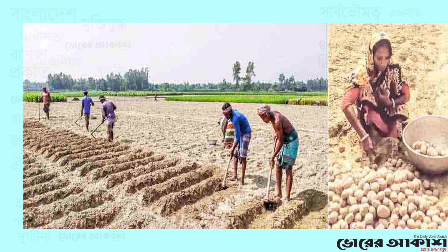 আলু চাষে কৃষকের ব্যস্ততা, বেড়েছে উৎপাদন খরচ