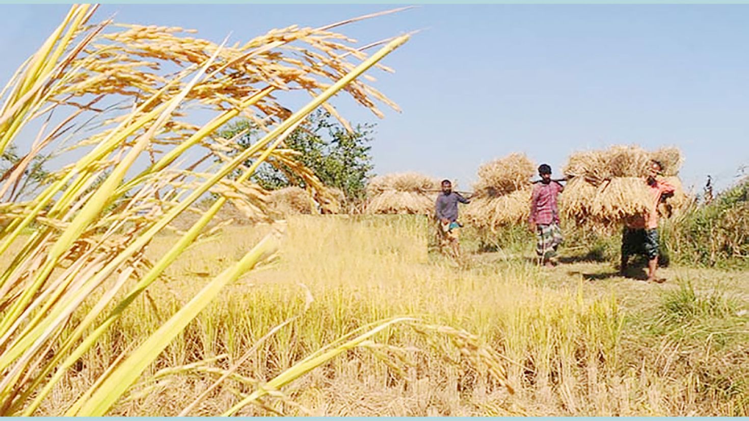 গুমাই বিলের ধানে সোনা ঝরা রং, শ্রমিক সংকটে কৃষক