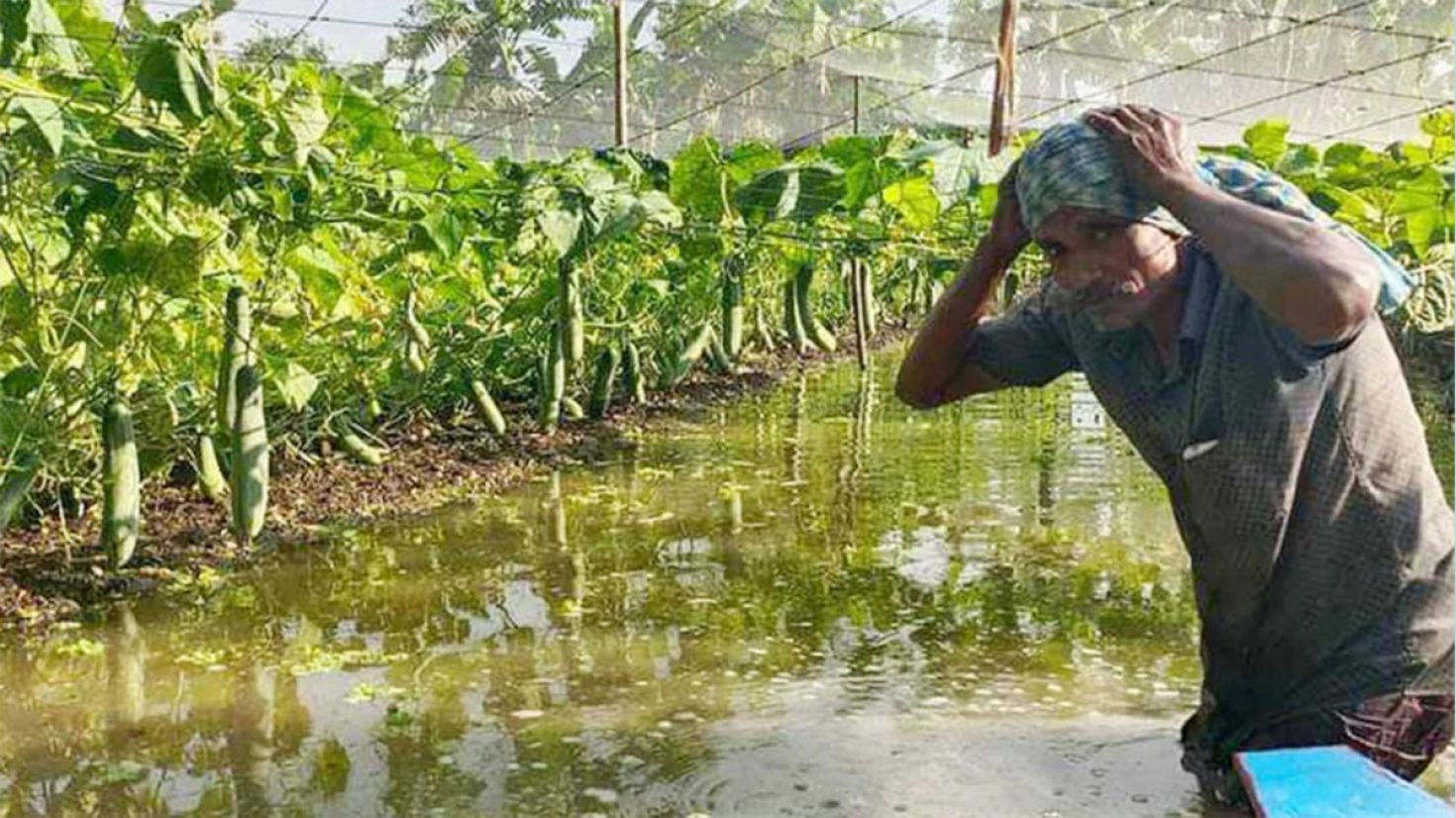 কালকিনিতে কৃষকের স্বপ্ন এখন পানির নিচে