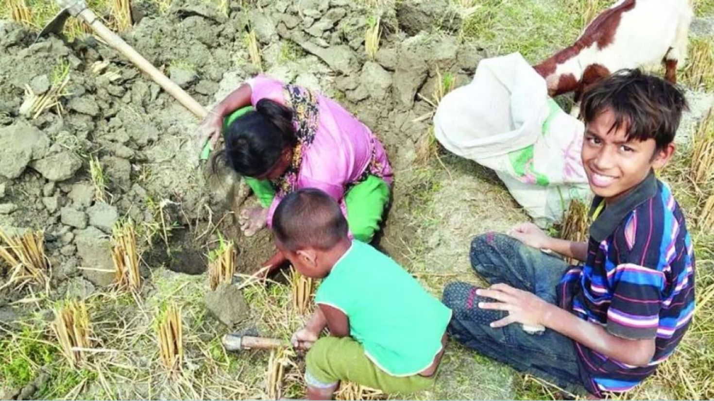 ইঁদুরের গর্ত থেকে ধান সংগ্রহ করেন তারা, এতেই চলে জীবন