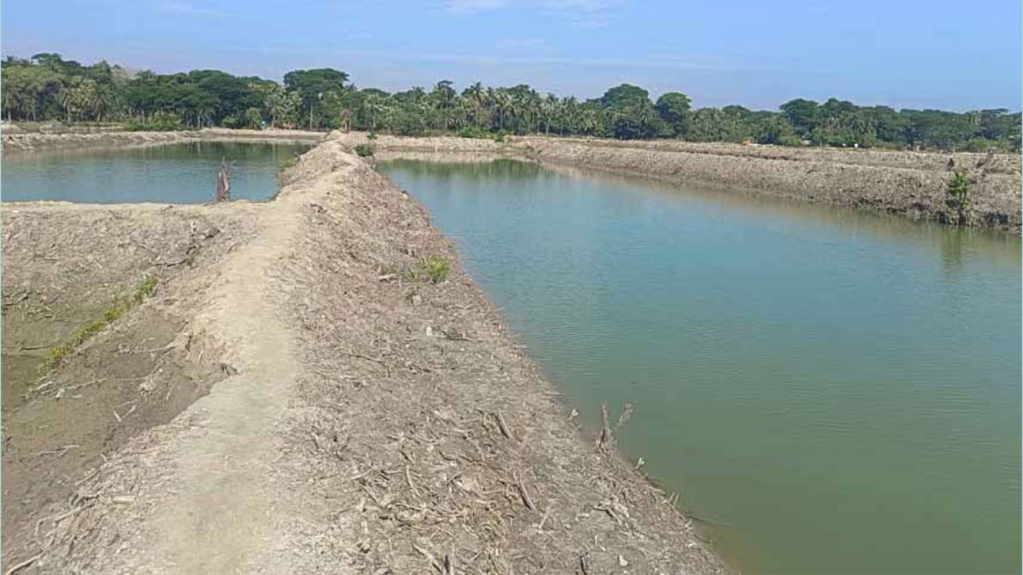 গঙ্গামতি এলাকার সংরক্ষিত বনাঞ্চলের গাছ উজাড়