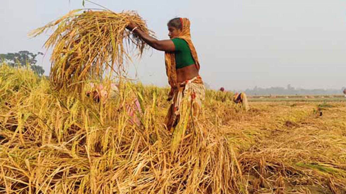 মিধিলি’র রেশ কাটতে না কাটতেই মিগজাউম আতংক