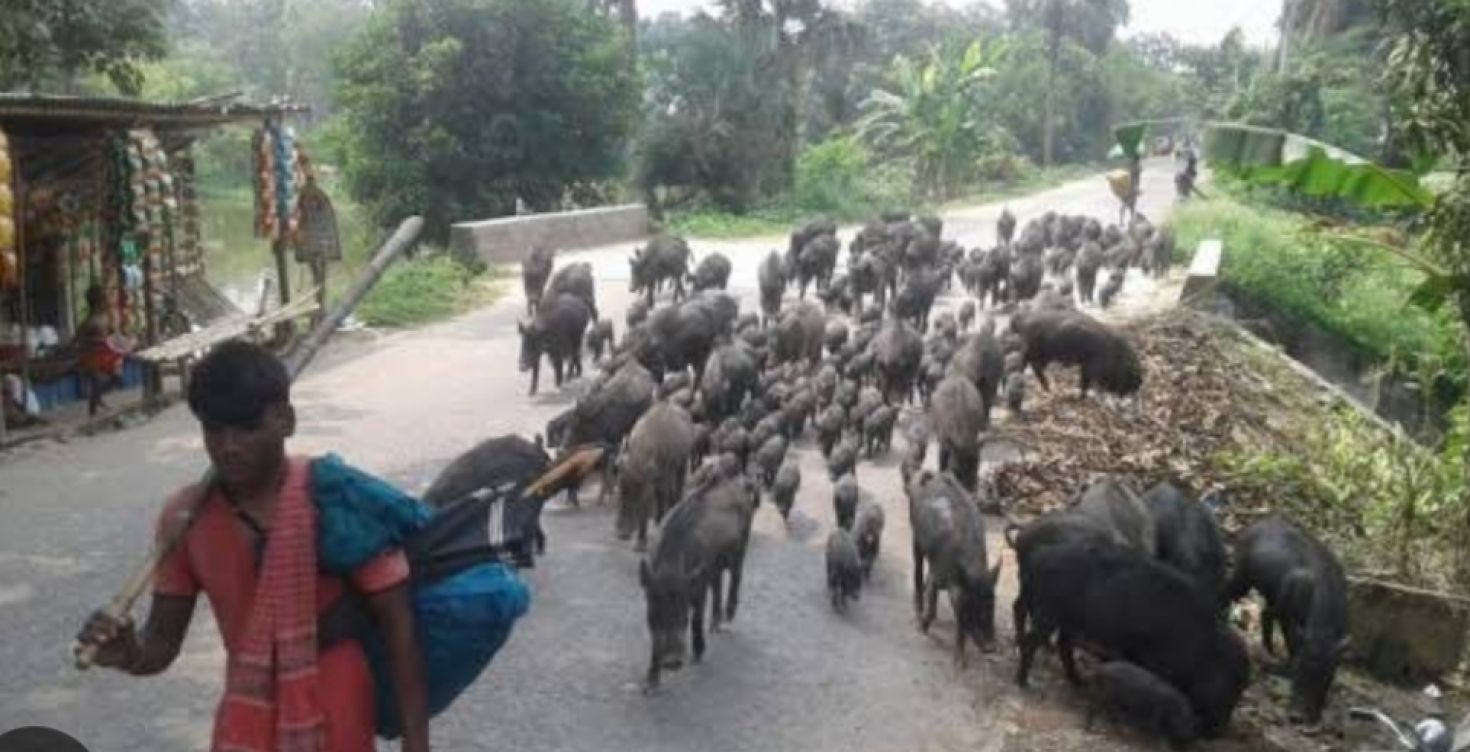 মধুপুরে ৬০টি শূকর ছিনতাই