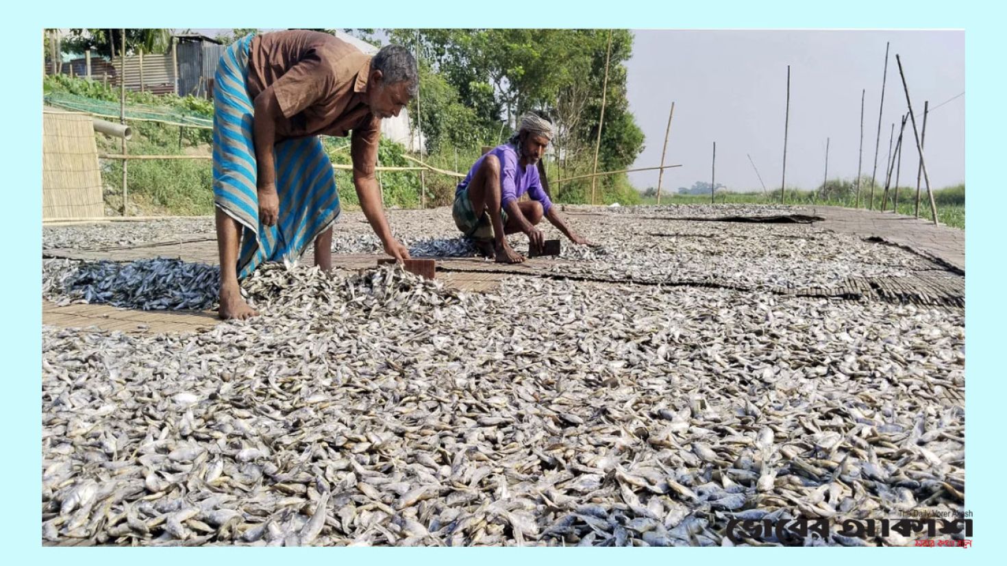 বিদেশে যাচ্ছে মুরাদনগরের সিদল-শুঁটকি