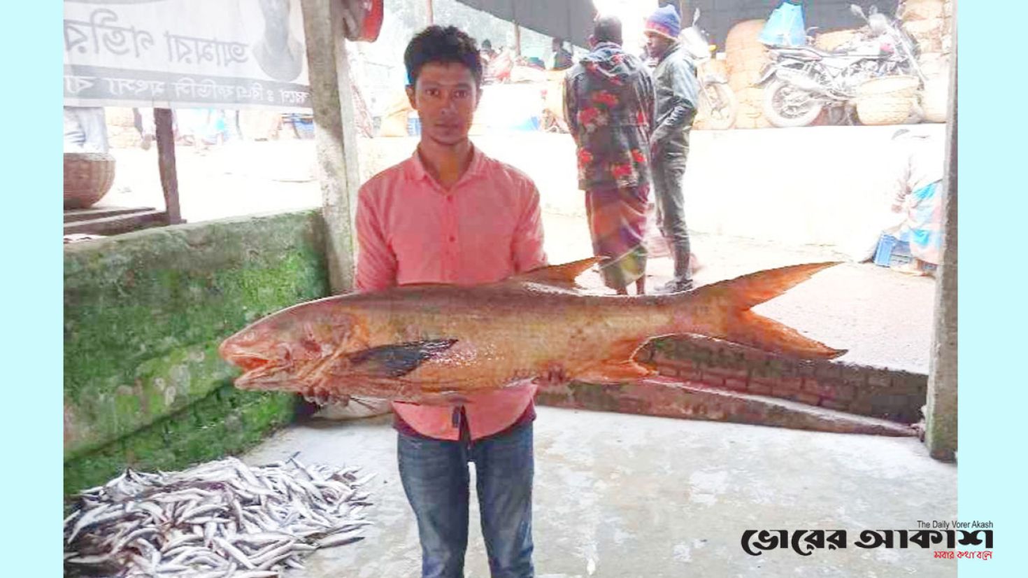 ১৮ কেজি ওজনের তাইরা মাছ অর্ধলক্ষ টাকায় বিক্রি