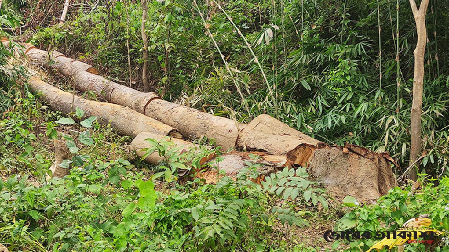 থামছে না বনের কাঠ পাচার