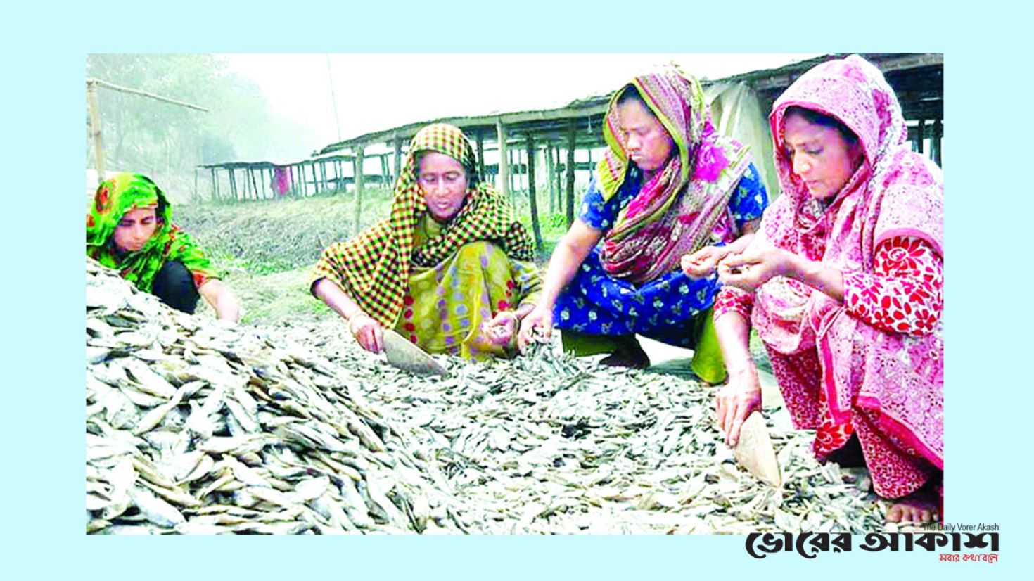 চলনবিলের ইয়েলো গোল্ডের কদর বেশি