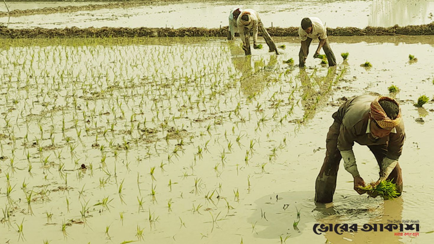 শীত উপেক্ষা করে মাঠে কৃষক