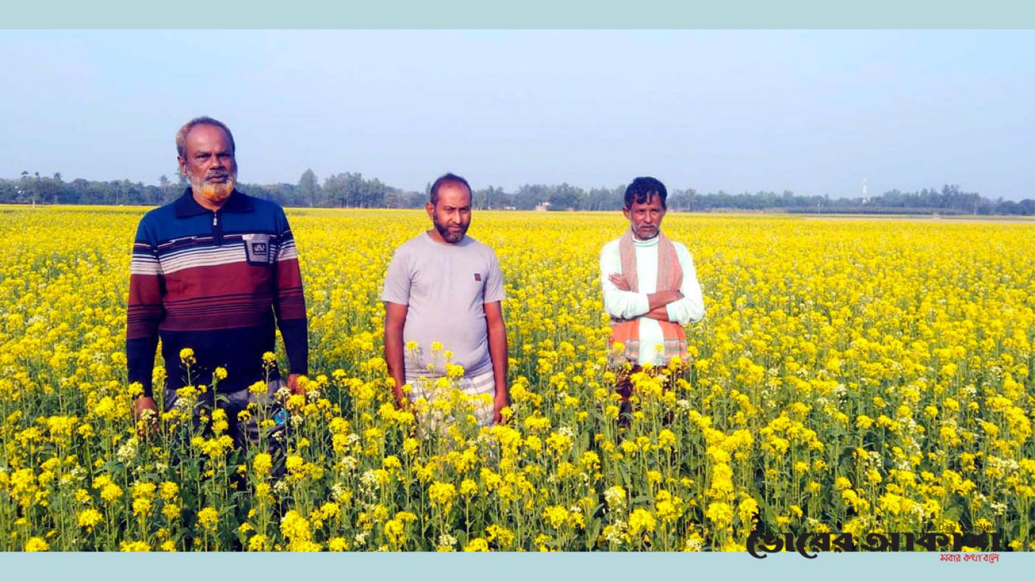 সরিষা ফুলে মাঠ সেজেছে নববধূ রূপে