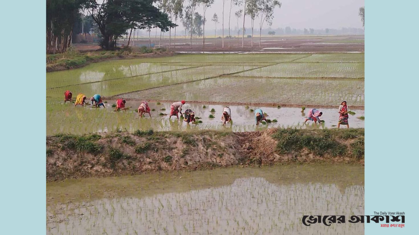 বোরো চাষে বাড়তি খরচ নিয়ে দুশ্চিন্তায় কৃষক