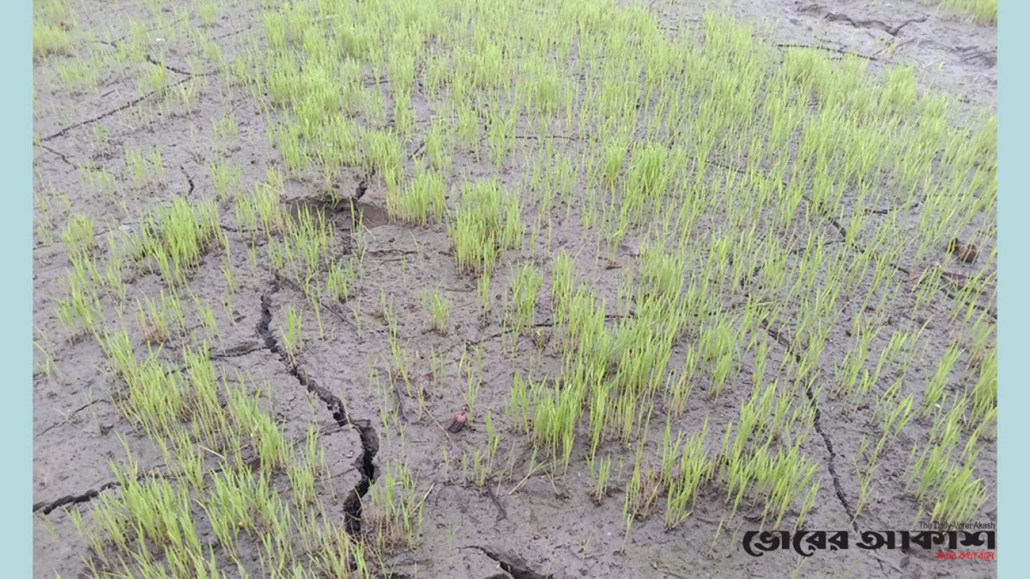 গাইবান্ধায় তীব্র শীত ও কুয়াশায় নষ্ট ধানের বীজতলা